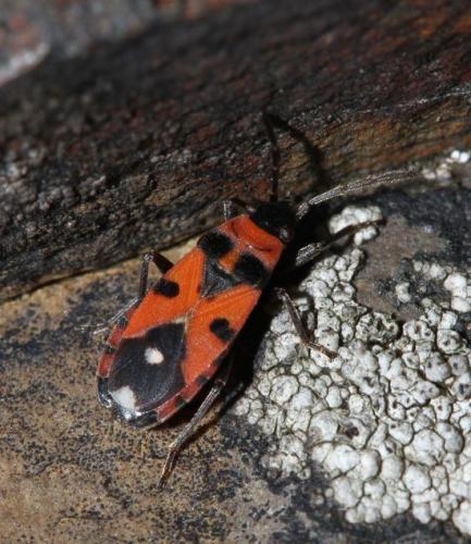 Horvathiolus superbus